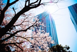 цветение сакуры в японии