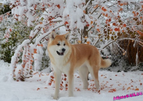 Японская собака. Фотоподборка.