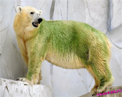 Бело-зеленые медведи