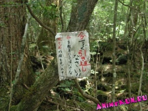 Лес самоубийц в Японии.