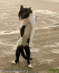 猫背